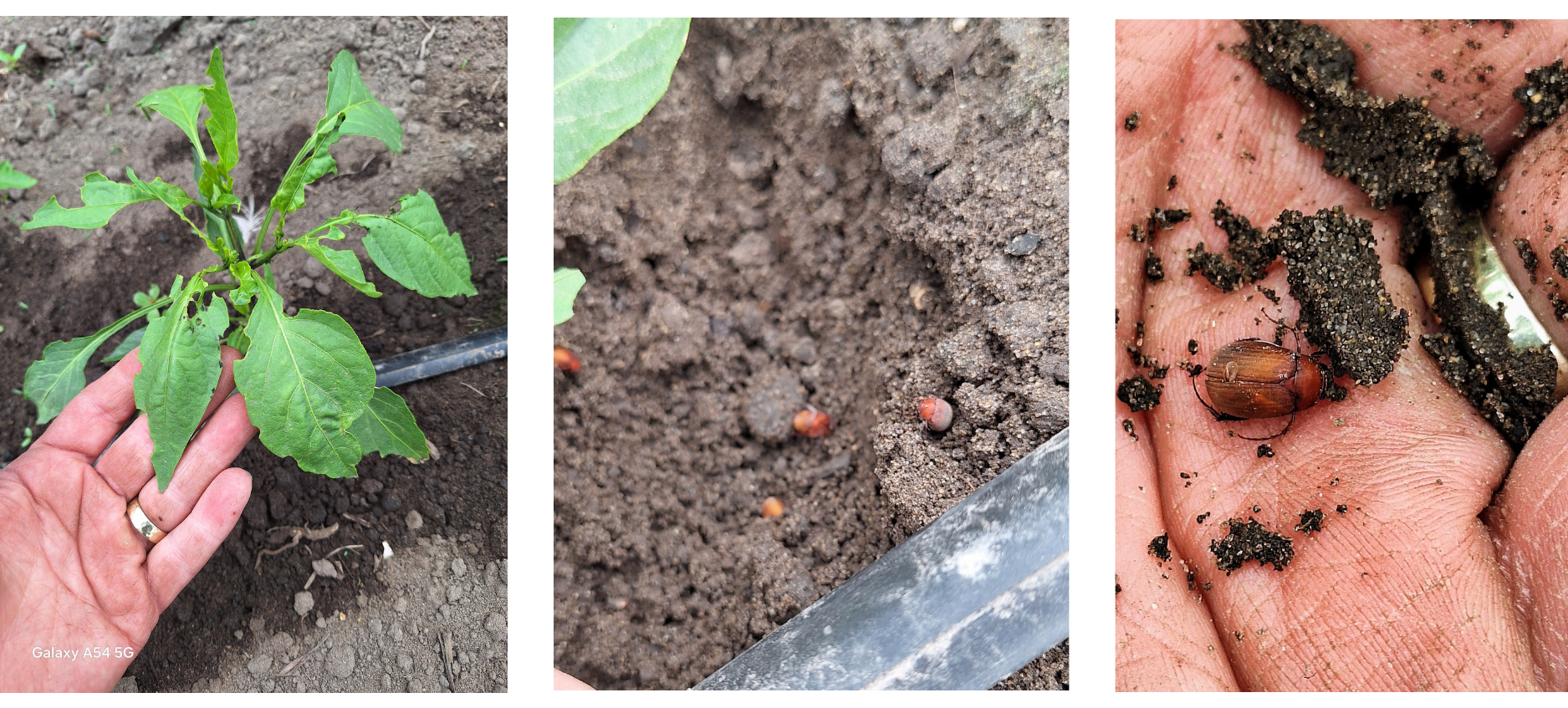 Pepper leaves with holes in them, asiatic garden beetles in the ground, and an asiatic garden beetle in a hand.